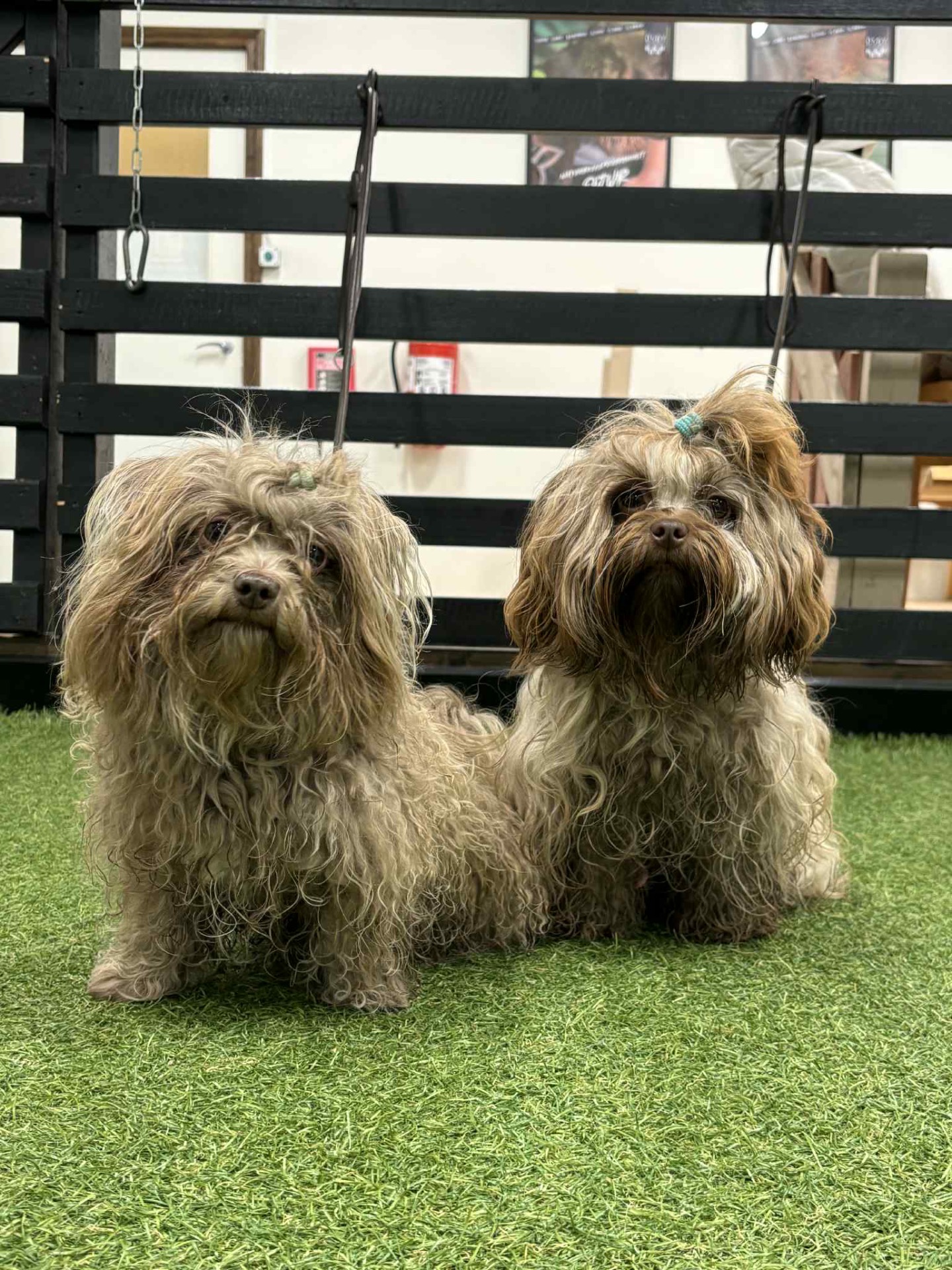 Leia och Disa får ibland följa med matte till jobbet. Här har de fått hänga med några av eleverna i hundhallen. 